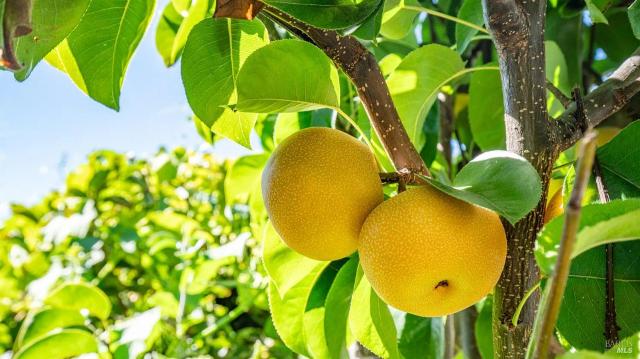 Town billion painting peace.